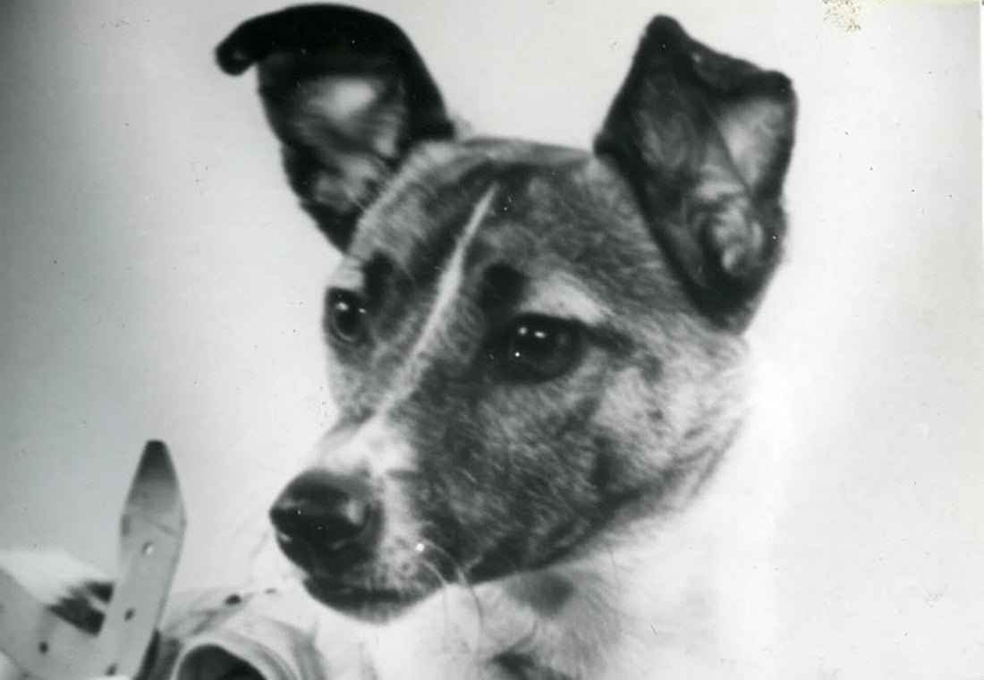 Remembering Laika, the stray dog who became the first animal to orbit Earth in 1957